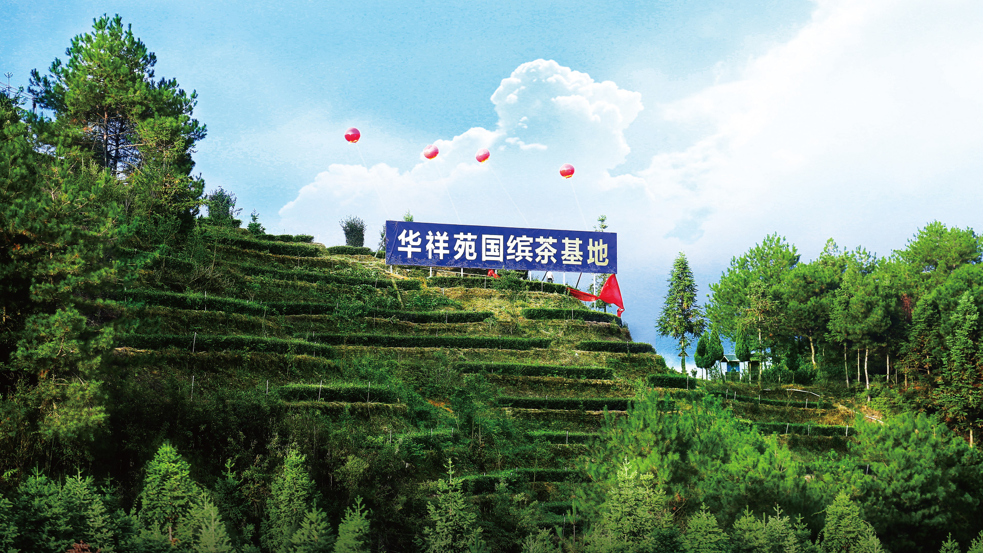 2022年鐵觀(guān)音春茶