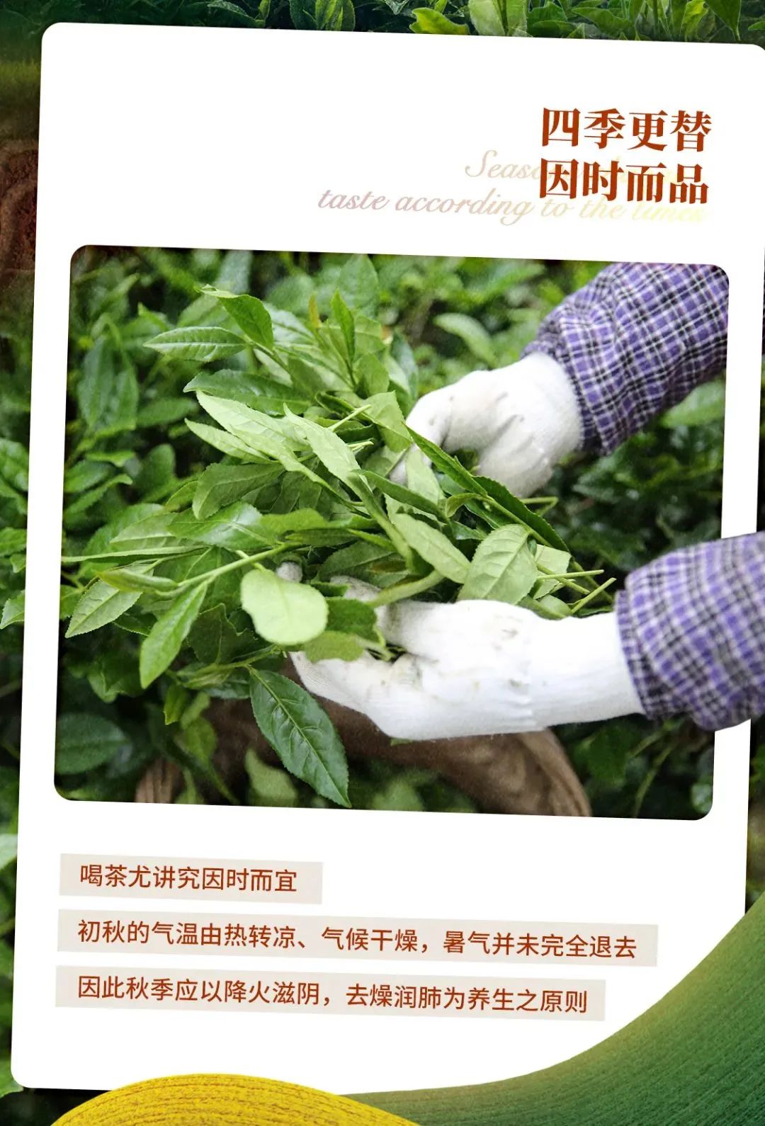 初秋飲茶不完全攻略