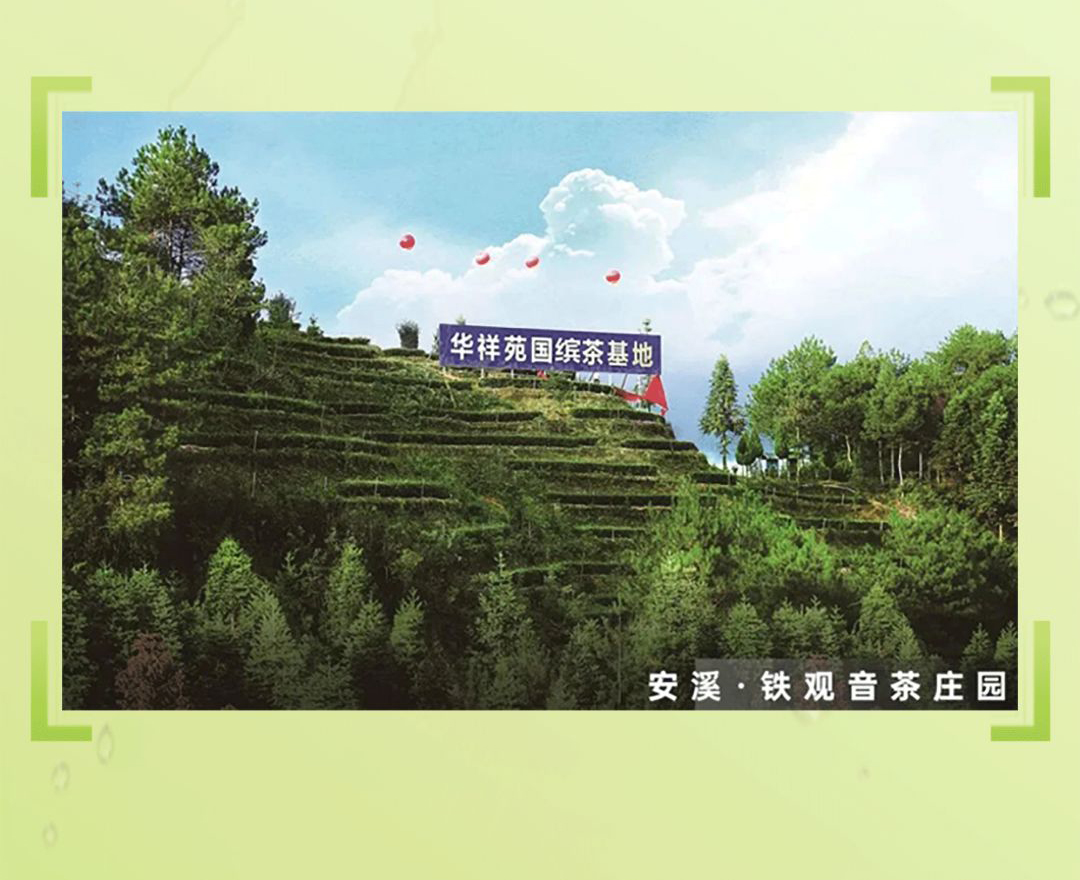 鐵觀音秋茶