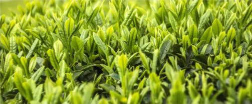 正季綠茶
