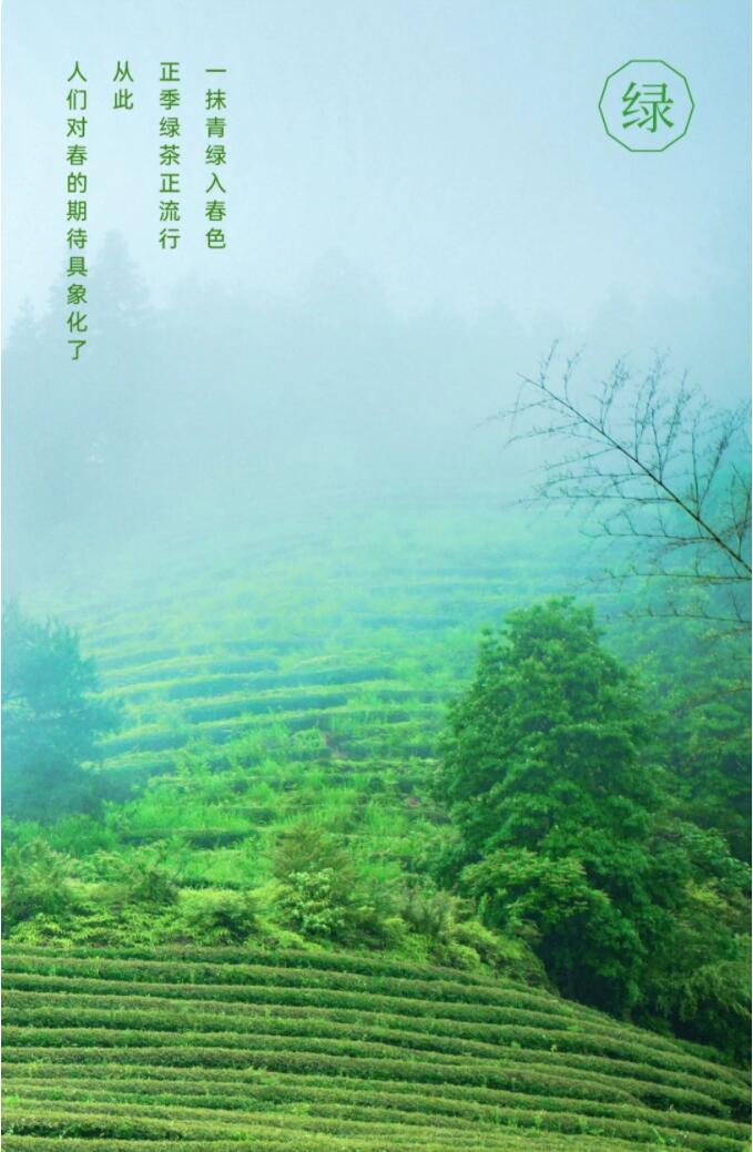 正季綠茶