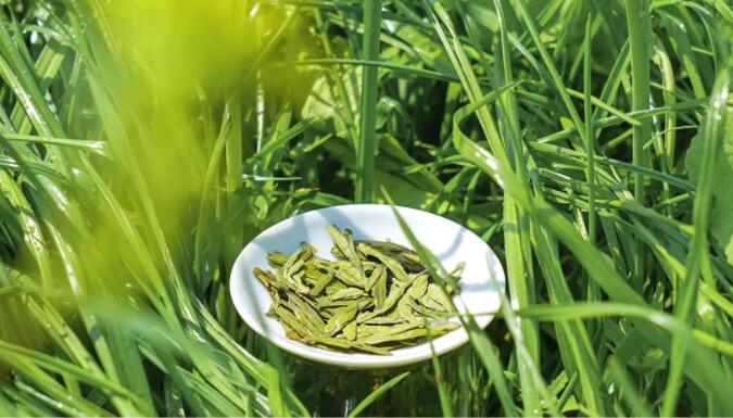 正季綠茶