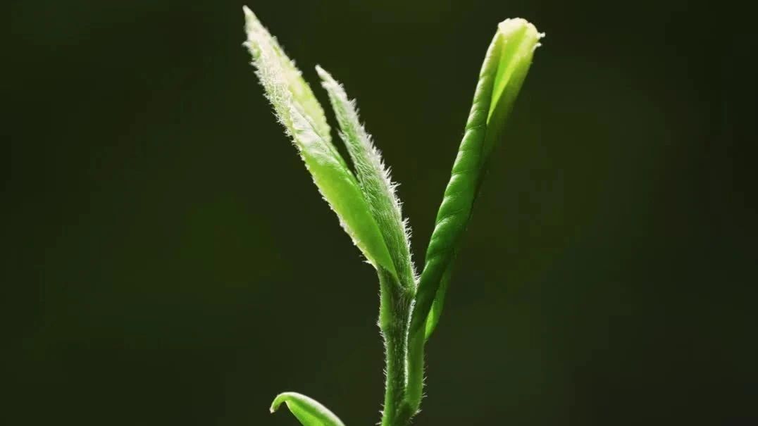 綠茶加盟