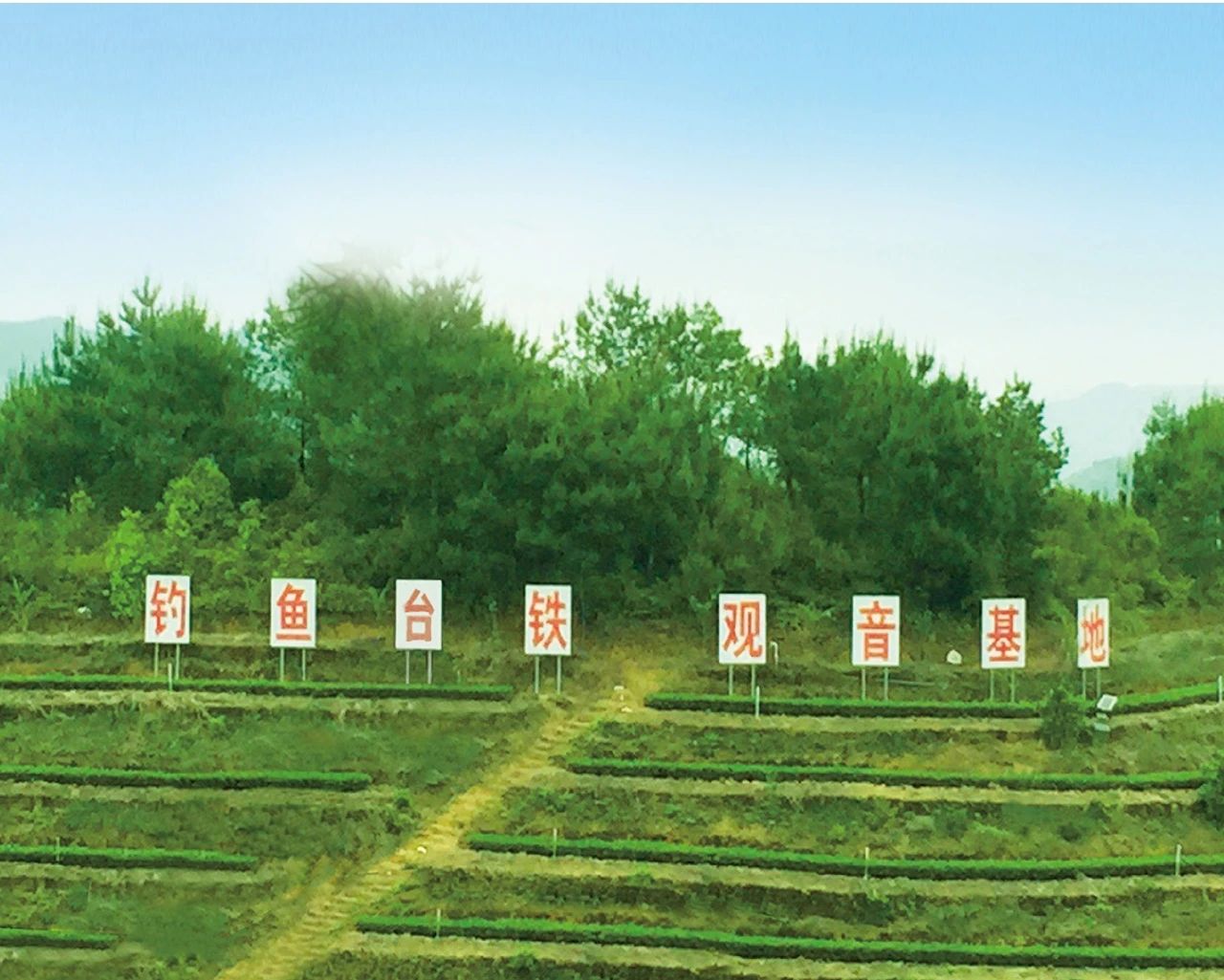 中國茶加盟