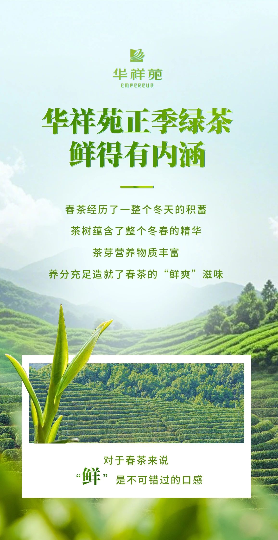 綠茶加盟