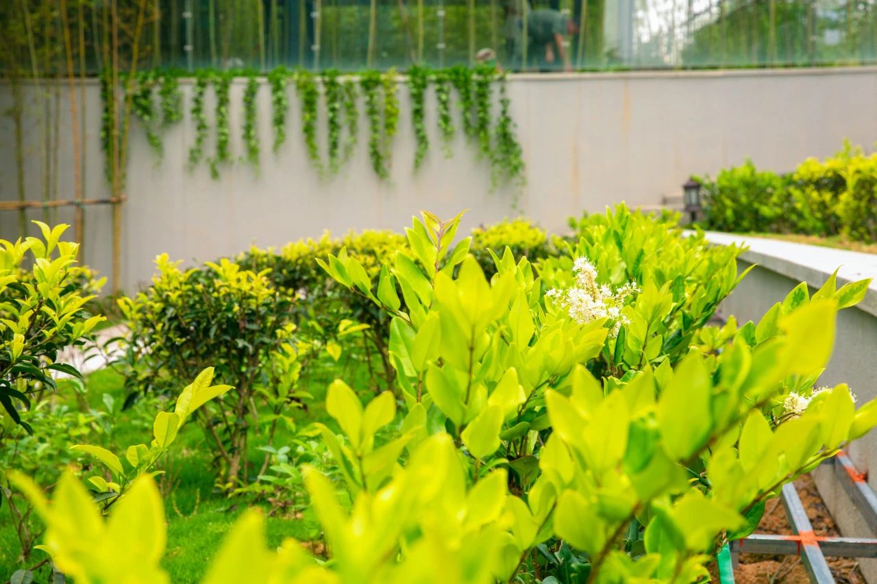 植樹節