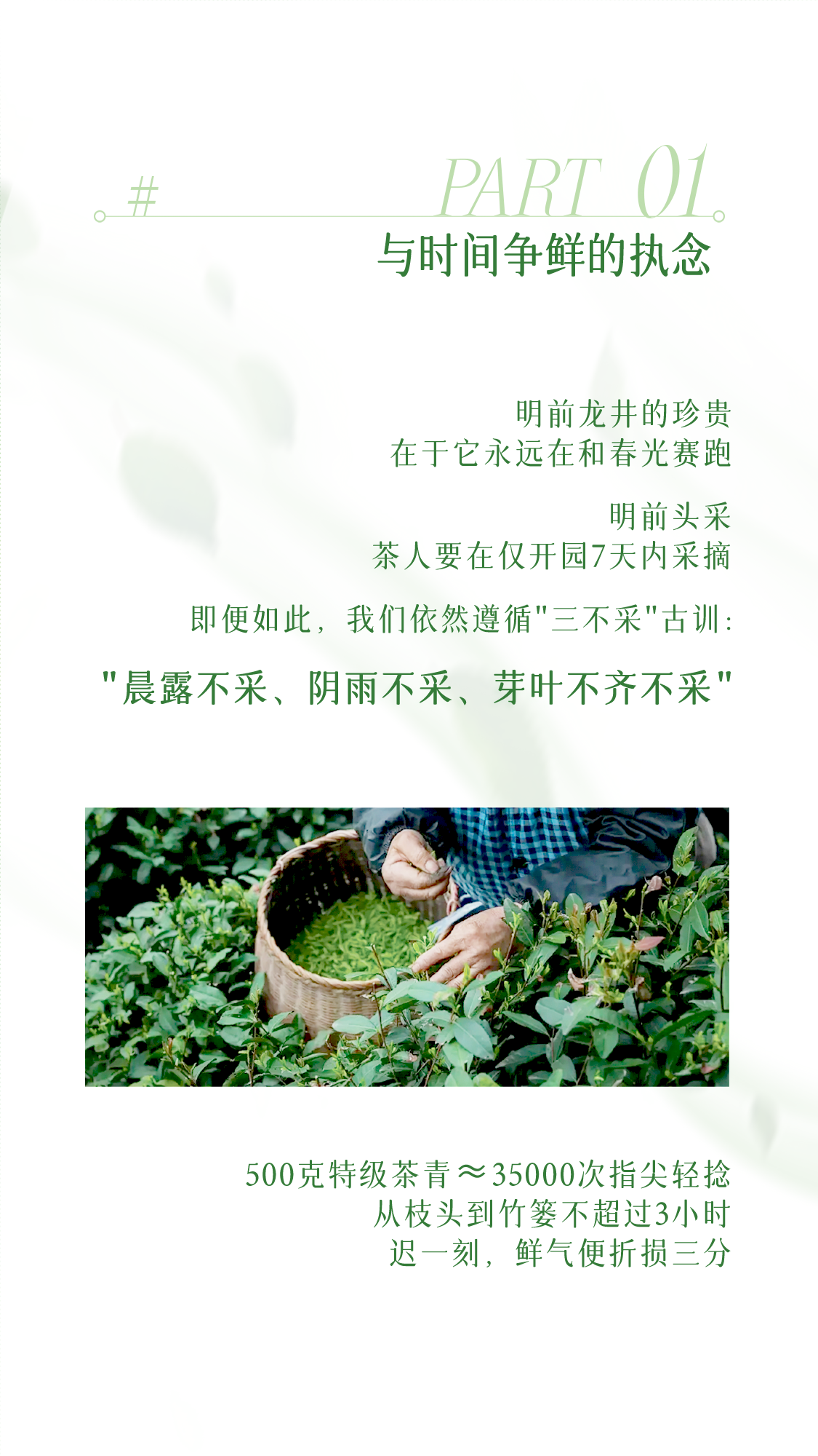 龍井茶
