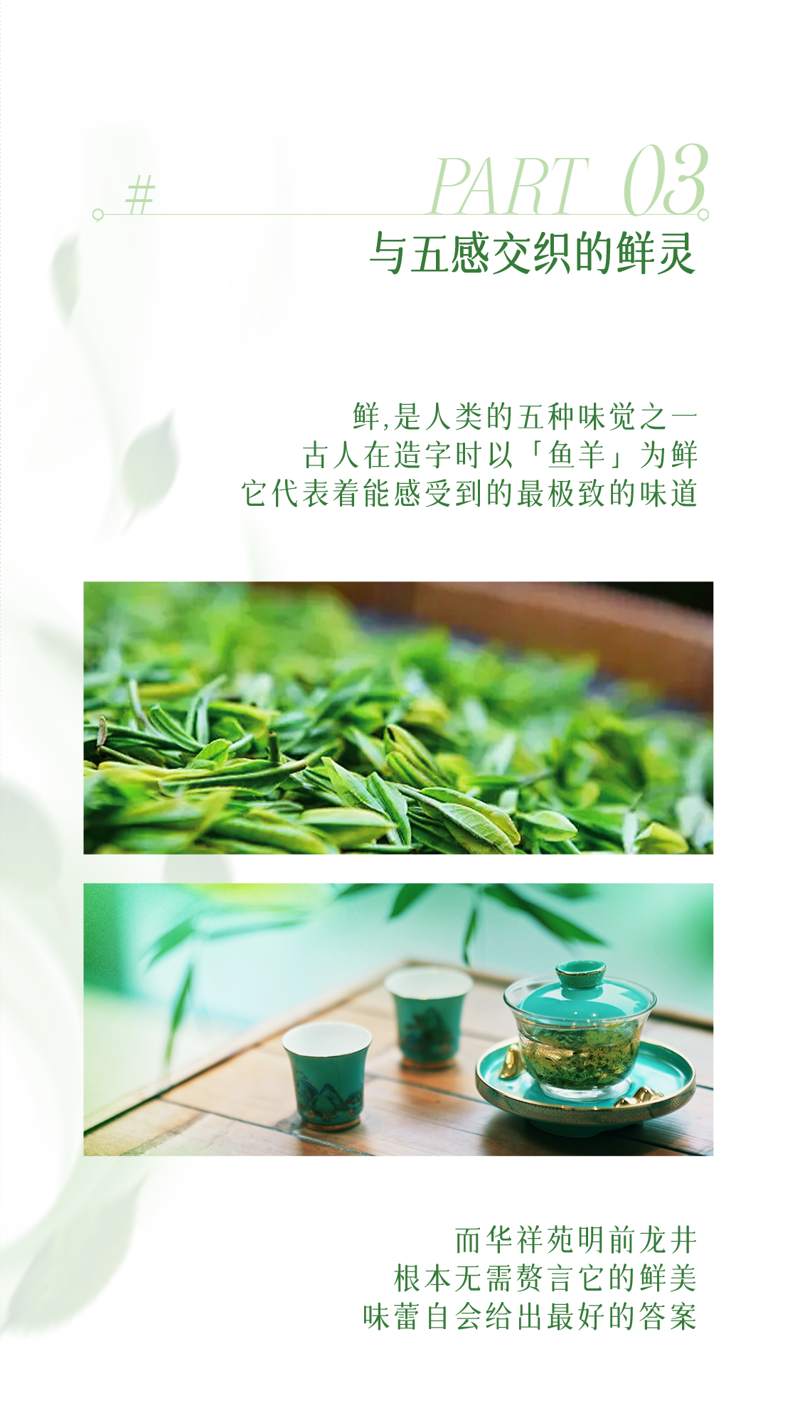 龍井茶