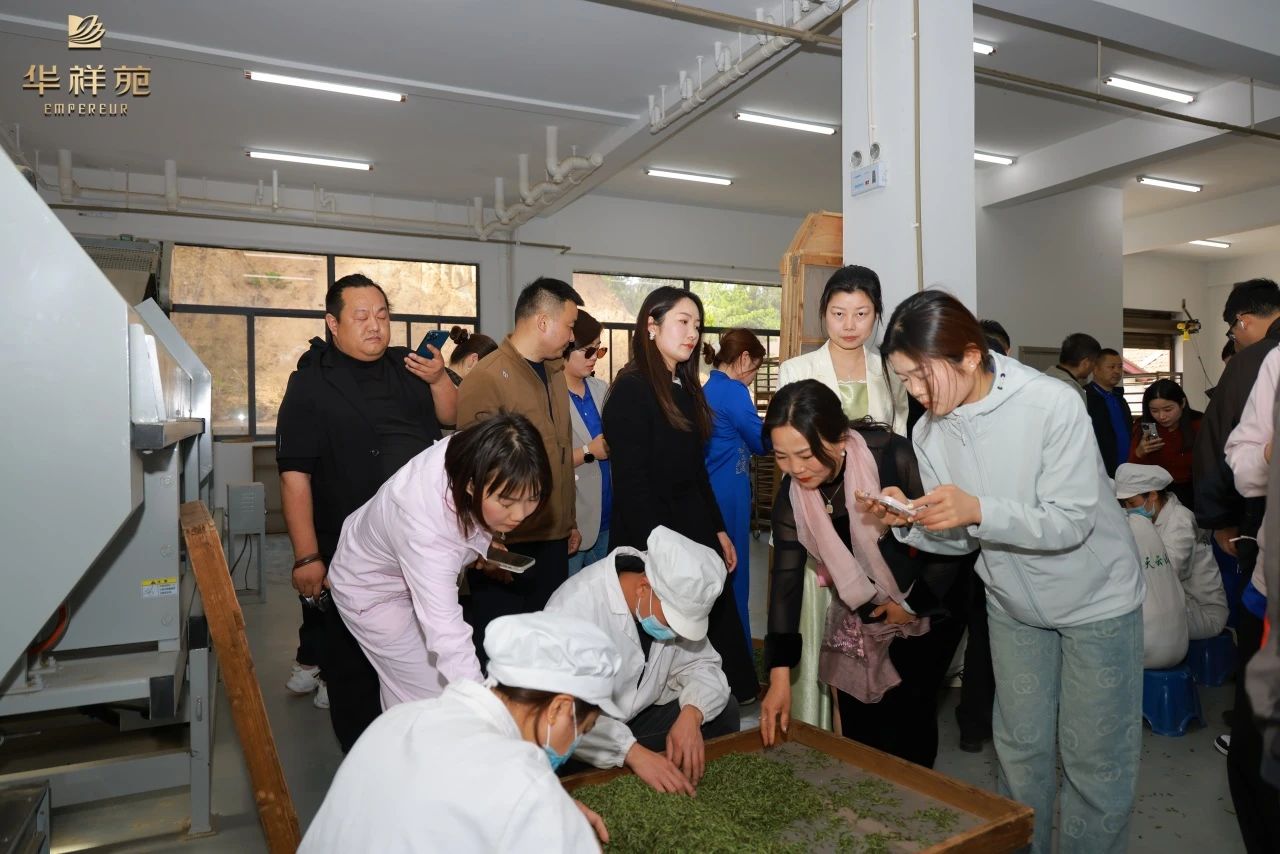 信陽毛尖