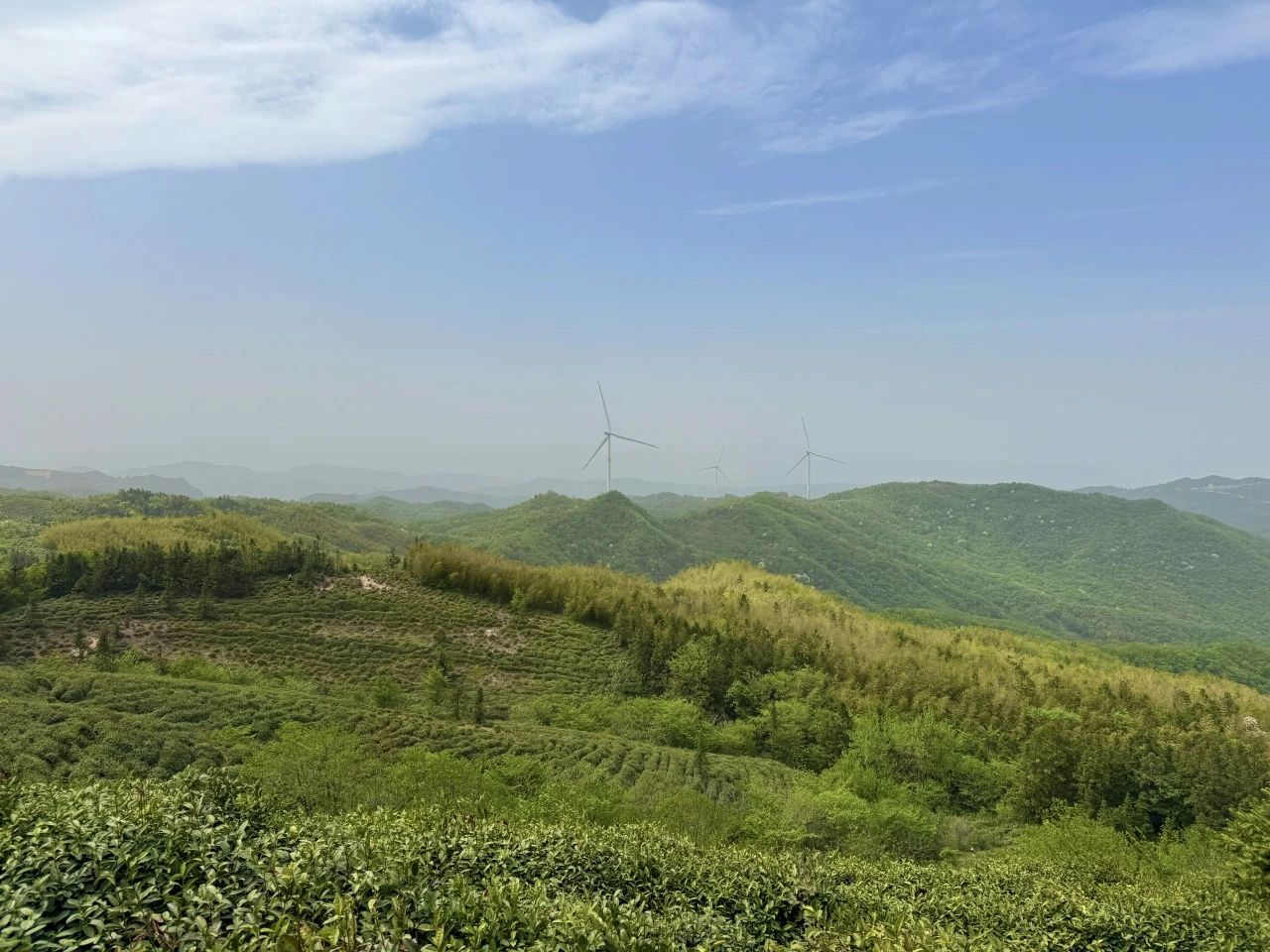 信陽毛尖