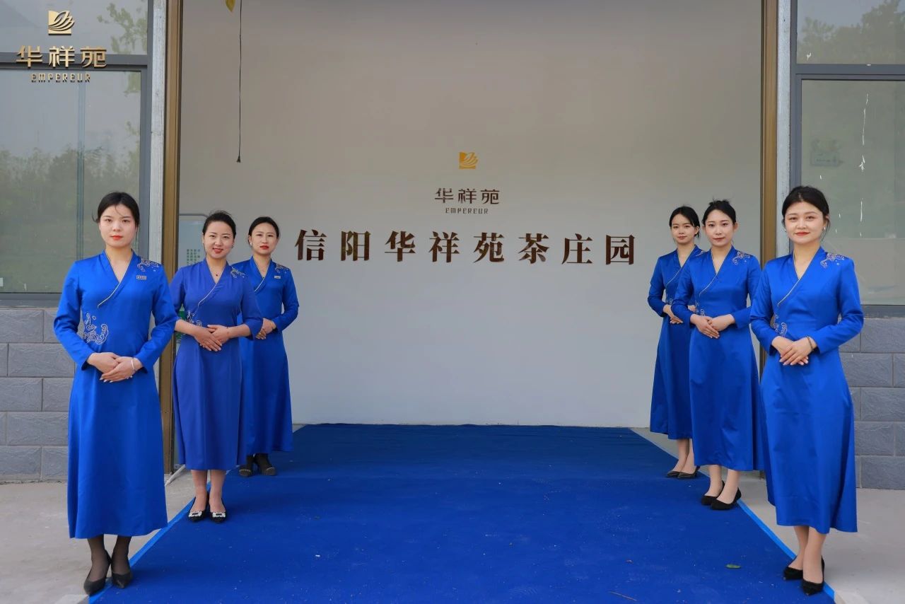 信陽毛尖